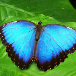 Ein Blauer Schmetterling auf einem Blatt.
